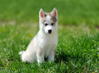 7 Tips on How to Prevent Dog Urine Brown Spots on Your Lawn